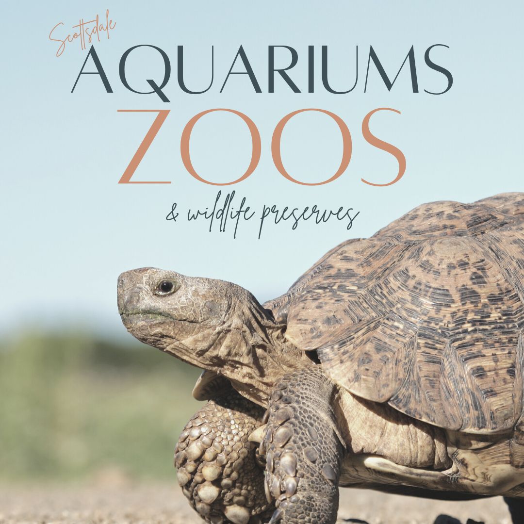 Zoos & Aquariums Guide The Scottsdale Living