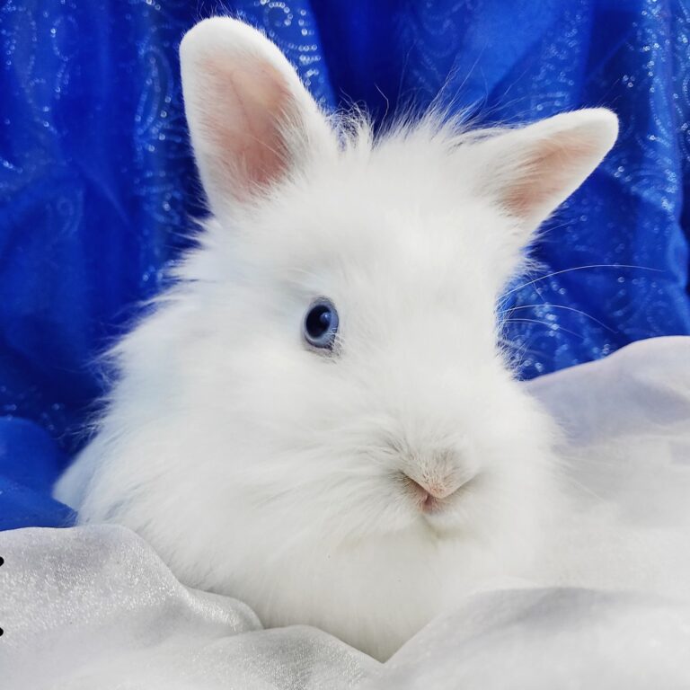 tranquility Trail Animal Sanctuary 768x768