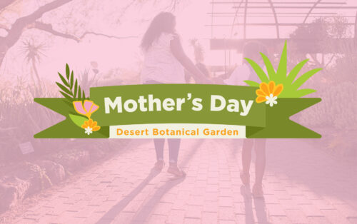 Mothers-Day-At-The-Garden Desert Botanical Garden
