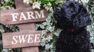 Feature image Practical Care Tips to Help Improve Your Goldendoodles Health 400x400 1 300x167